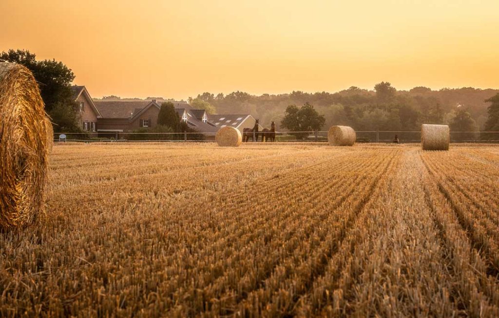 Corn field with horses symbolizing agribusiness